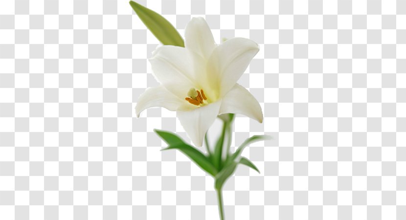 Easter Lily Flower Bouquet Lilium Brownii Lilies - Petal Transparent PNG