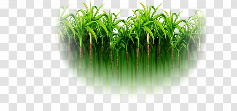 Sugarcane - Saccharum - Green Simple Forest Transparent PNG