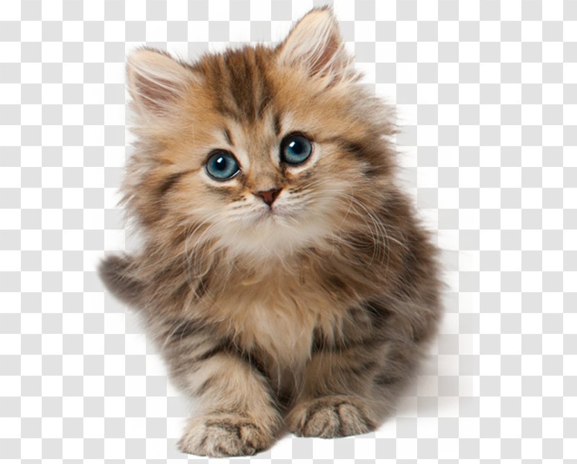 Cat Kitten Cuteness Clip Art - Breed Transparent PNG