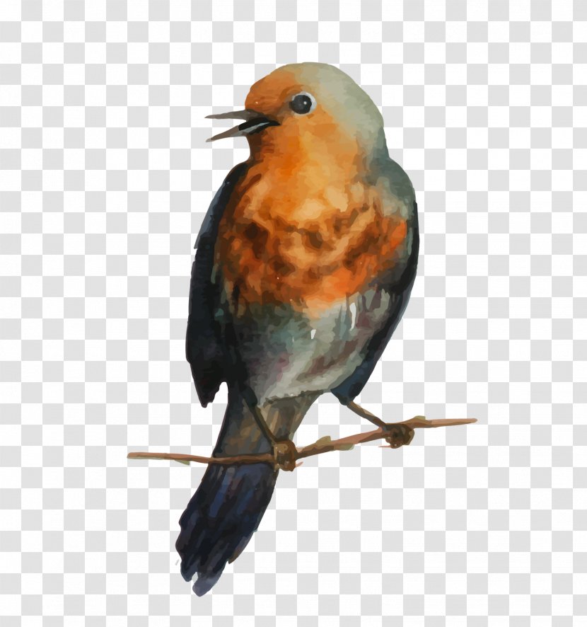 European Robin Bird Drawing Paper - Birds Transparent PNG