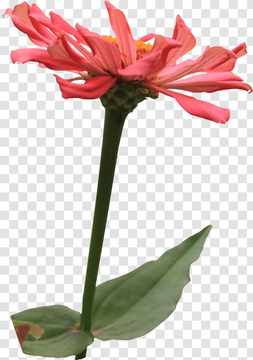 Flowering Plant Zinnia Cactaceae - Flowerpot - Cactus Transparent PNG