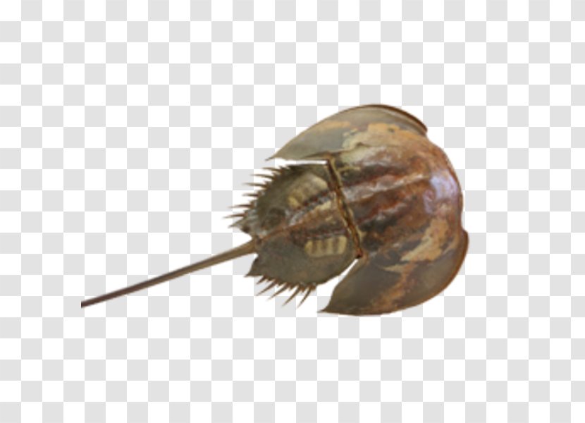 Horseshoe Crab Taxidermy Invertebrate Transparent PNG