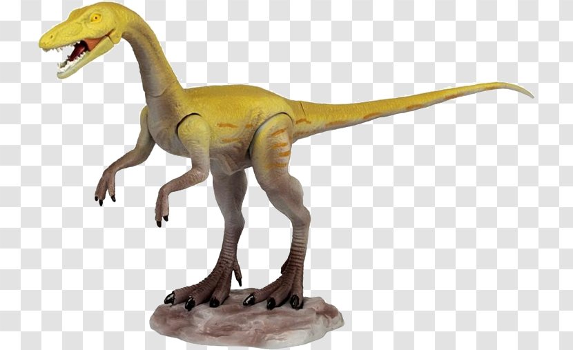 Velociraptor Tyrannosaurus Apatosaurus Coelophysis Giganotosaurus - Organism - Dinosaur Transparent PNG
