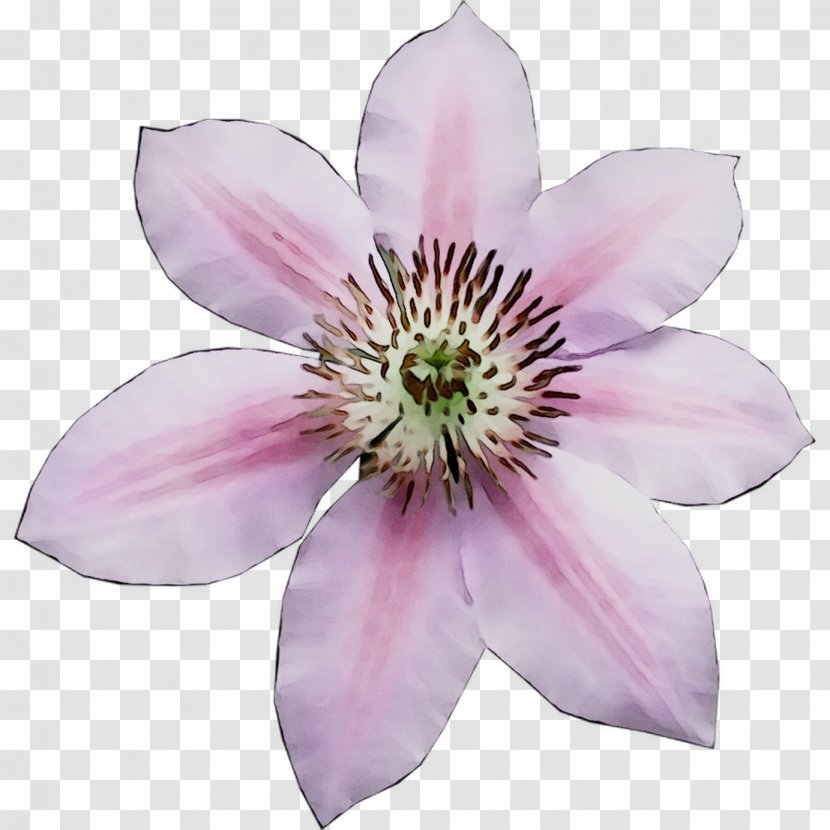 Leather Flower - Clematis Transparent PNG