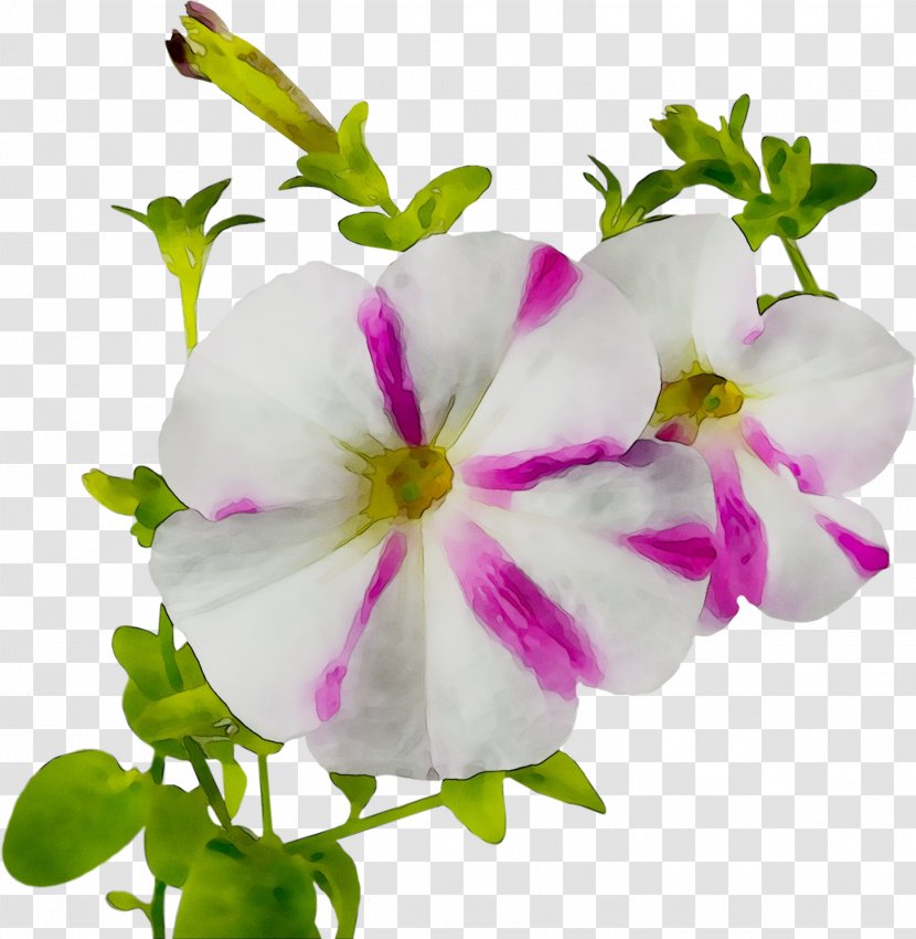 Crane's-bill Annual Plant Herbaceous Plants - Petunia Transparent PNG