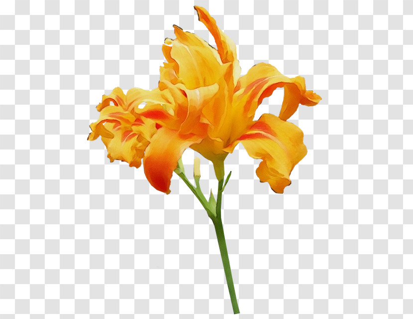 Orange Lily Cut Flowers Orange Day-lily Plant Stem Tiger Lily Transparent PNG