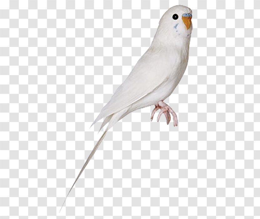 Lovebird Parrot Cockatiel - Parakeet Transparent PNG