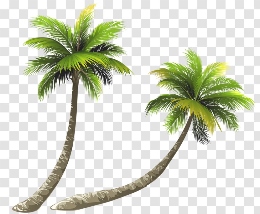 Arecaceae Coconut Royalty-free Illustration - Leaf - Bent Tree Transparent PNG
