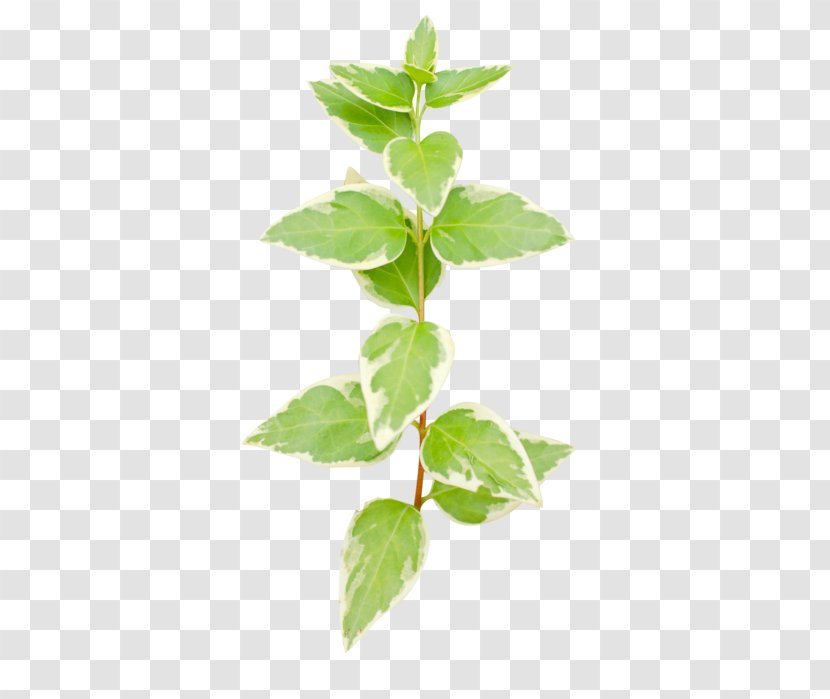 Leaf Flower Plant Flowering Herb - Tree - Ocimum Basil Transparent PNG