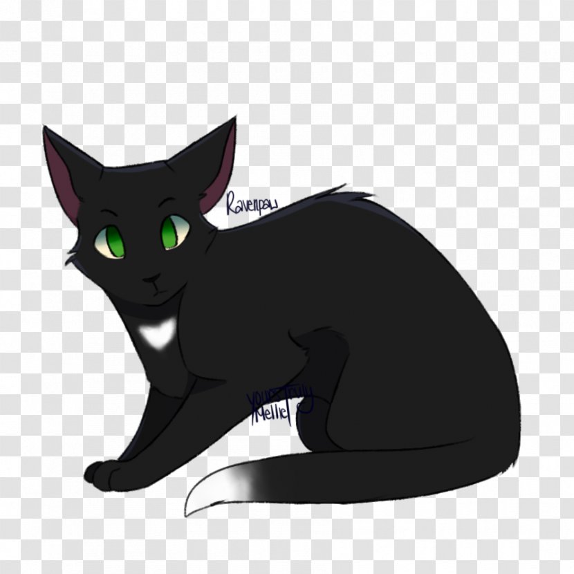 Kitten Black Cat Korat Domestic Short-haired Whiskers Transparent PNG