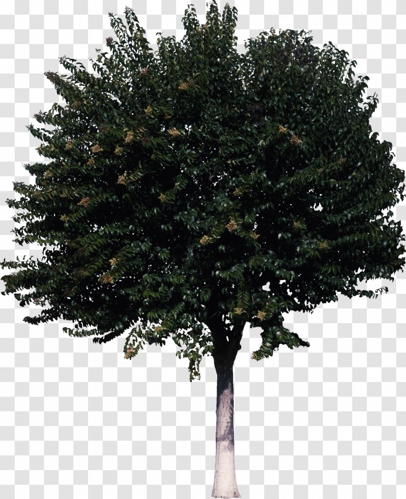 Tree Shrub - Woody Plant - Bush Transparent PNG