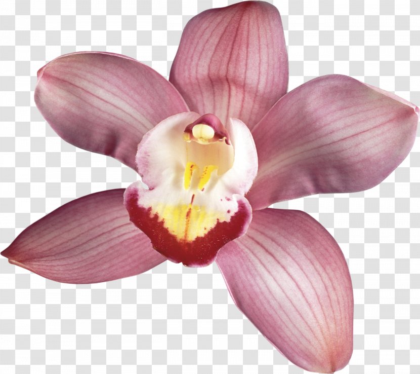 Moth Orchids Flower Photography Cattleya Transparent PNG