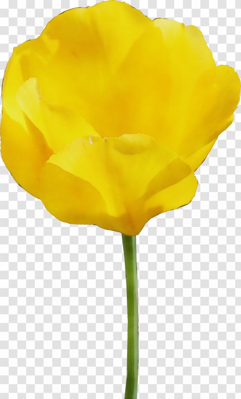 Yellow Flower Petal Plant Tulip - Wet Ink - Poppy Family Flowering Transparent PNG