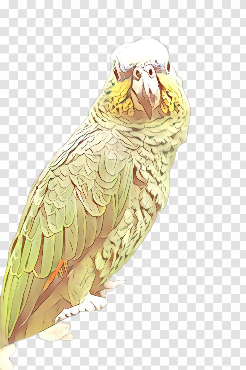 Bird Parrot - Drawing Cockatiel Transparent PNG