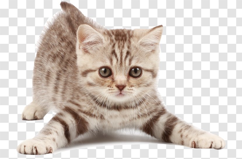 Kitten American Shorthair Maine Coon Dog Looking After Cats - Cat Like Mammal Transparent PNG