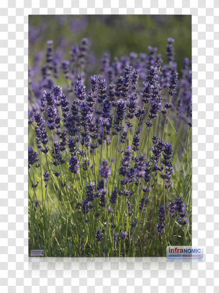 English Lavender Infrared Heater French Berogailu - Mirror - Wolff Klinkerbau Gmbh Transparent PNG