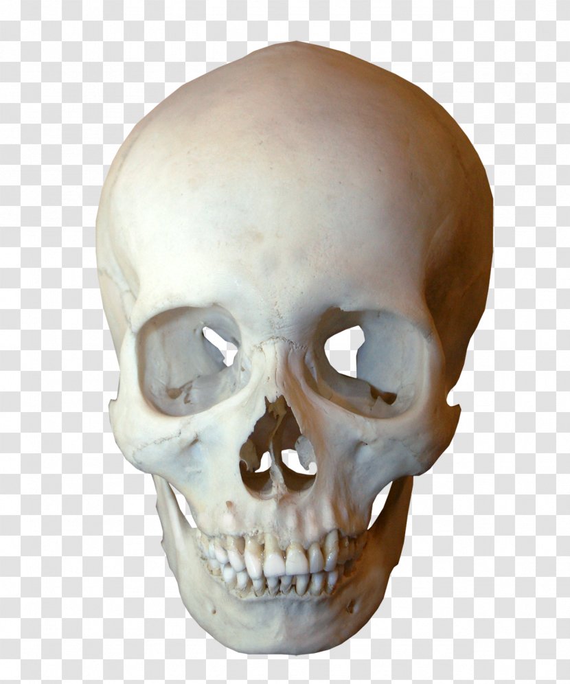 Human Skull Symbolism Skeleton Jaw - Neck Transparent PNG