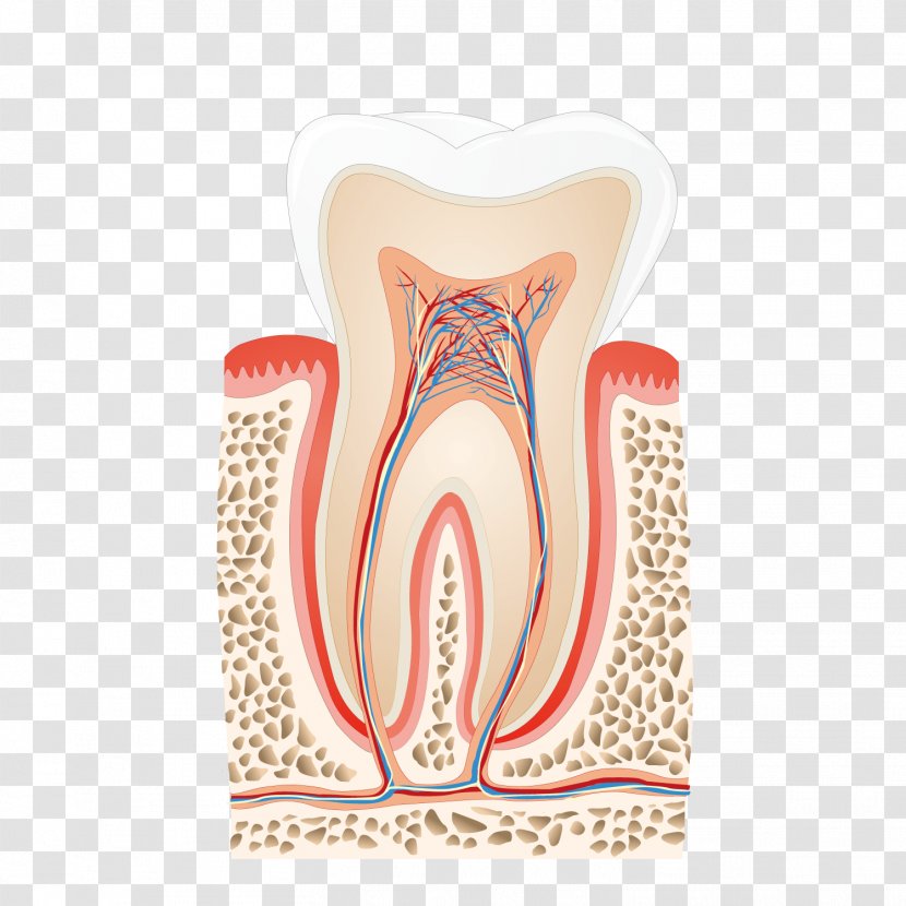 Human Tooth Nerve Pulp Dentist Root Canal - Flower - Profile Picture Transparent PNG
