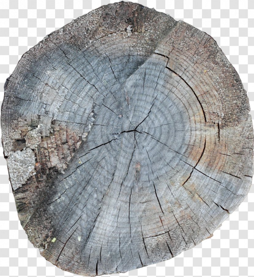 7 January /m/083vt Wood Stock Photography - Tiff - Tree Ring Transparent PNG