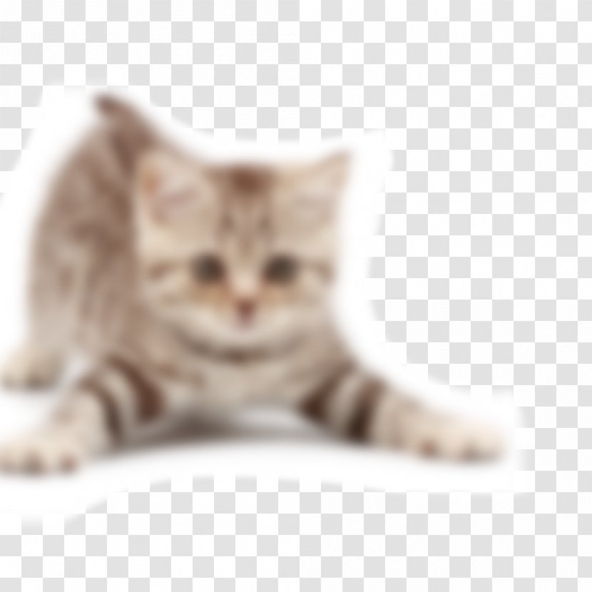 The Joy Of Cats Kitten Dog Neutering - Cat Transparent PNG