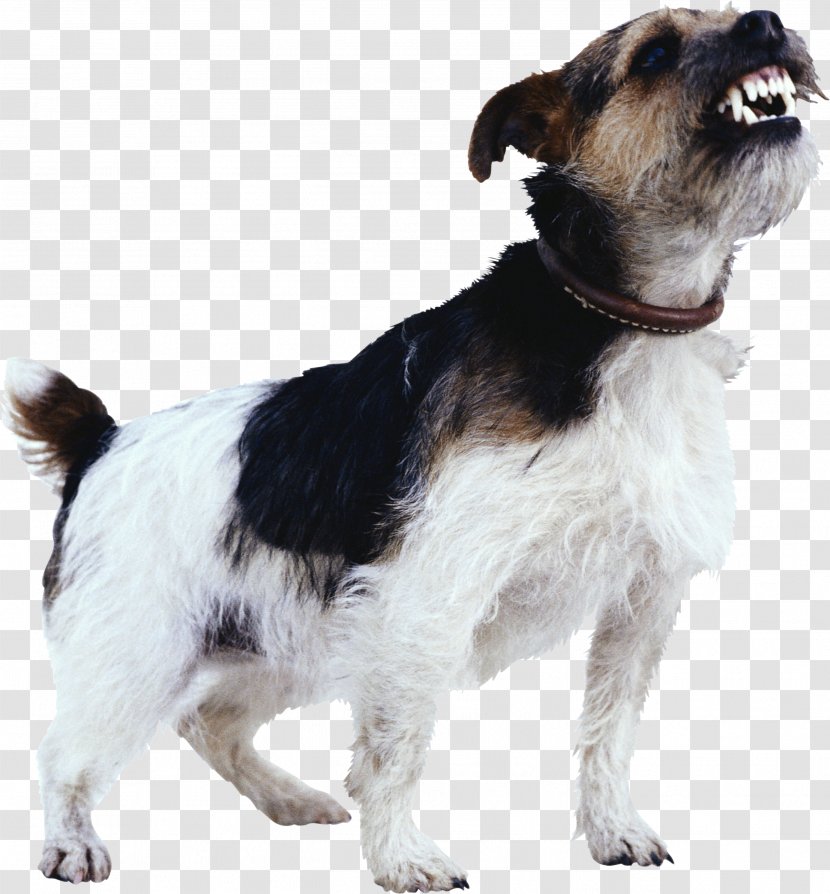 Dog Training Aggression Bite Detection - Rabies - Chihuahua Transparent PNG
