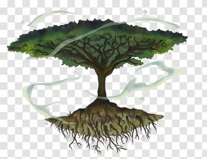 Tree Wattles Vachellia Tortilis Shrub Drawing - Organism Transparent PNG