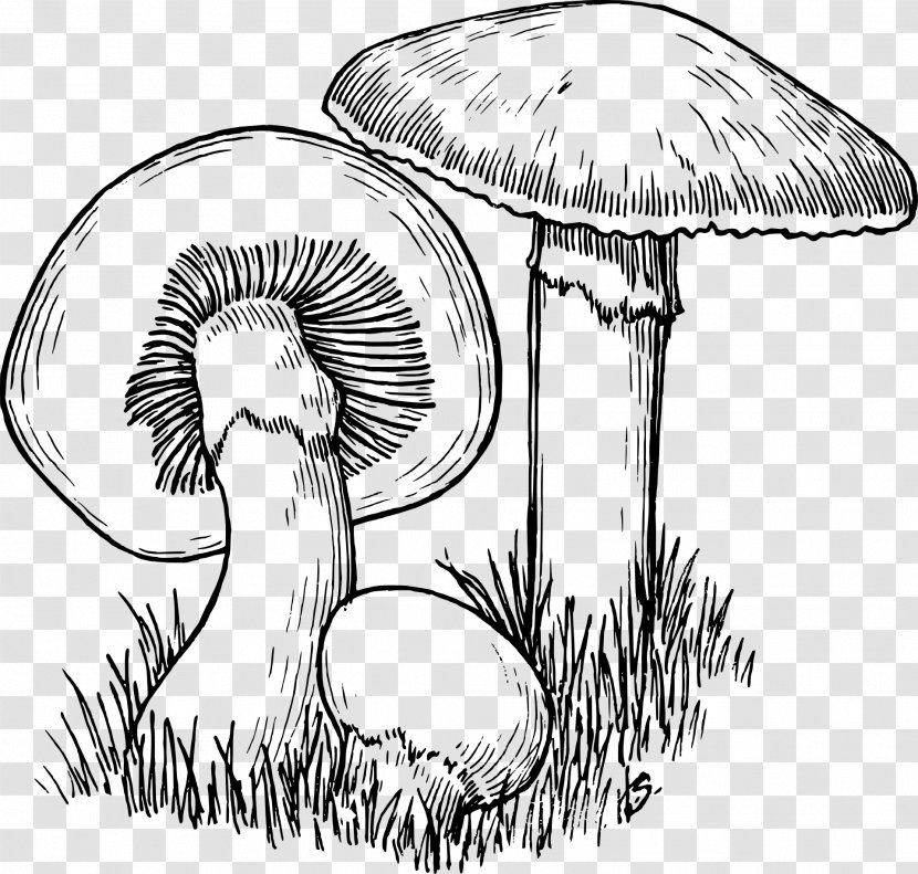 Mushroom Hunting Drawing Line Art Transparent PNG