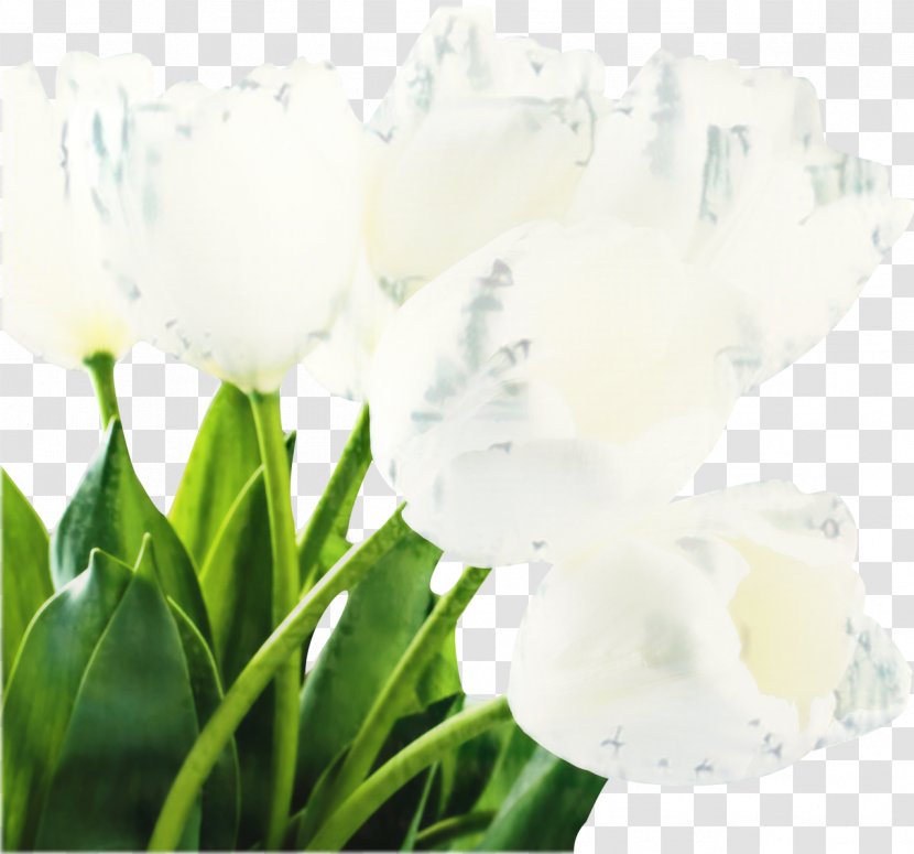 White Lily Flower - Arum Family - Iris Transparent PNG