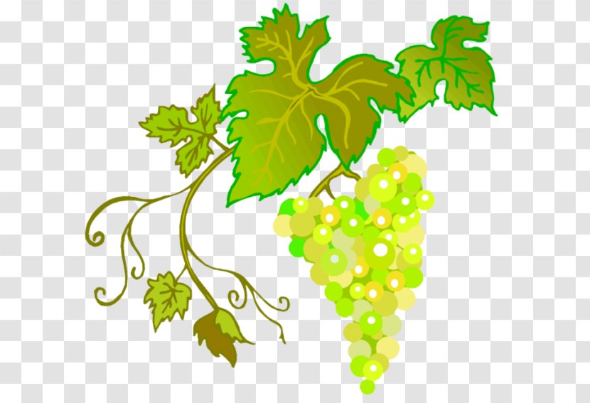 Common Grape Vine Wine - Grapevines Transparent PNG