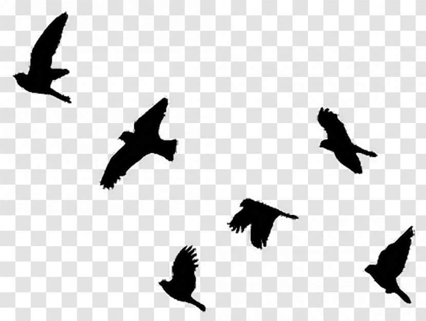 Bird Flight Clip Art Pigeons And Doves Image - Flock Transparent PNG