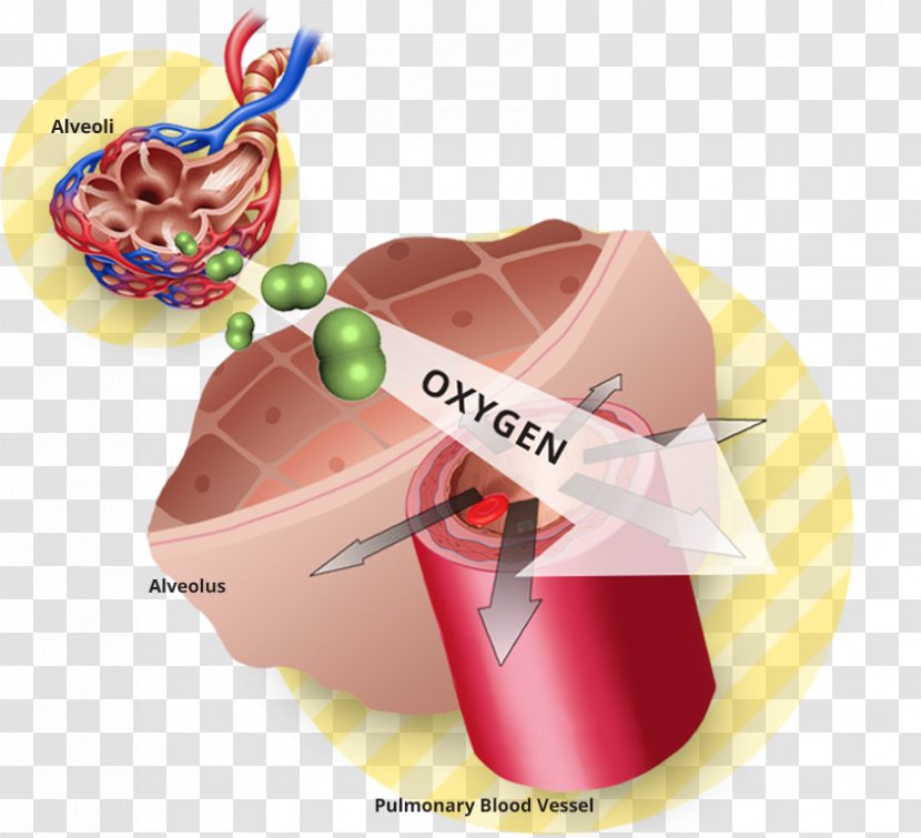 Vasodilation Oxygen Therapy Lung - Food - Blood Transparent PNG