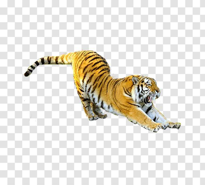 Ningbo Youngor Zoo Felidae Siberian Tiger Cat Chinese Zodiac - Mammal - Flying Transparent PNG