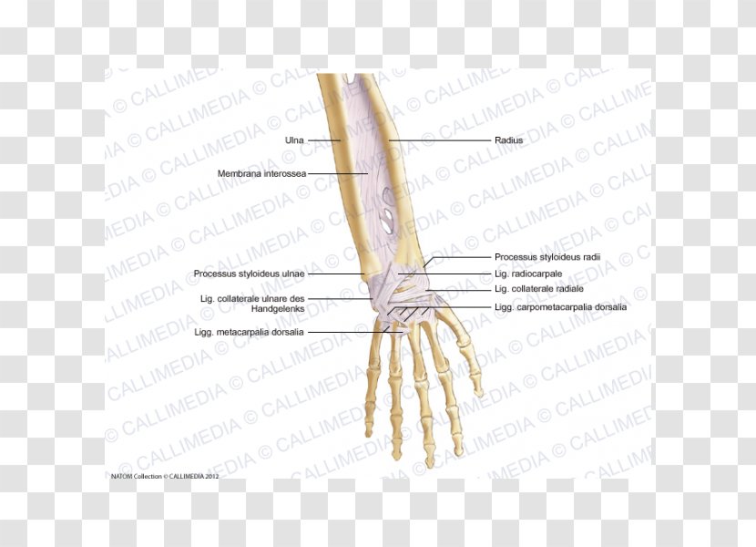Thumb Bone Forearm Ligament Anatomy - Tree - Hand Transparent PNG