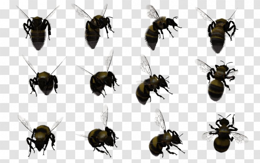 Honey Bee Hornet Bumblebee Swarming Transparent PNG