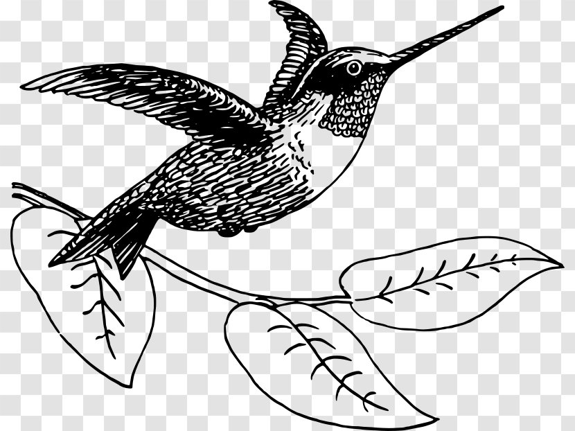 Hummingbird Drawing Clip Art - Haming Birds Transparent PNG
