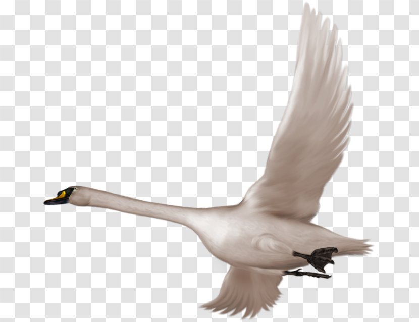 Cygnini Bird Flight Clip Art - Cartoon - Flying Swan Transparent PNG