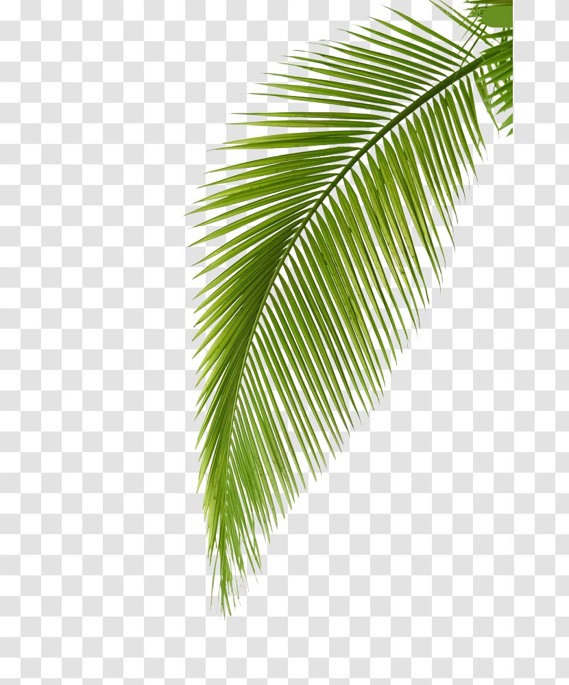 Arecaceae Leaf Photography Palm Branch Transparent PNG