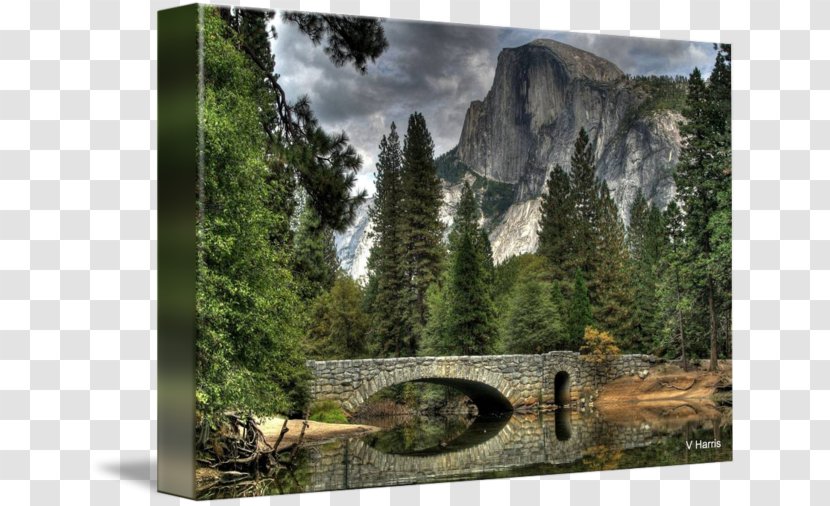 National Park Half Dome Gallery Wrap Landscape Canvas - Forest Transparent PNG