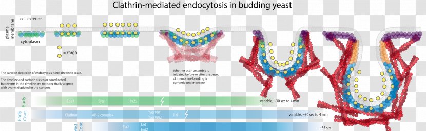 Endocytosis Actin Cell Membrane Clathrin - Silhouette - Frame Transparent PNG