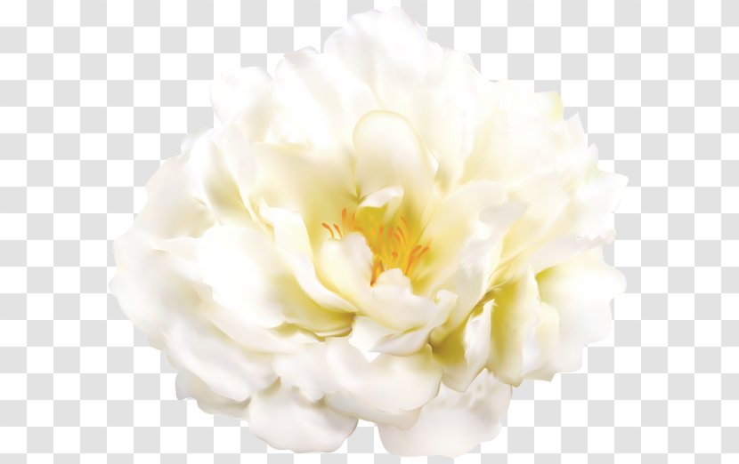 Clip Art Image Desktop Wallpaper Transparency - Japanese Camellia - Pansies And Translucency Transparent PNG