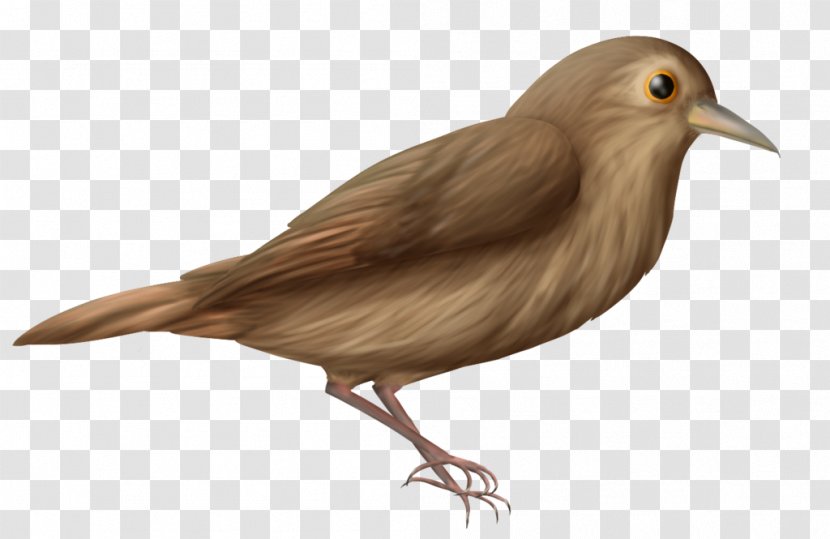 Common Nightingale Clip Art Image Bird - Sparrow Transparent PNG
