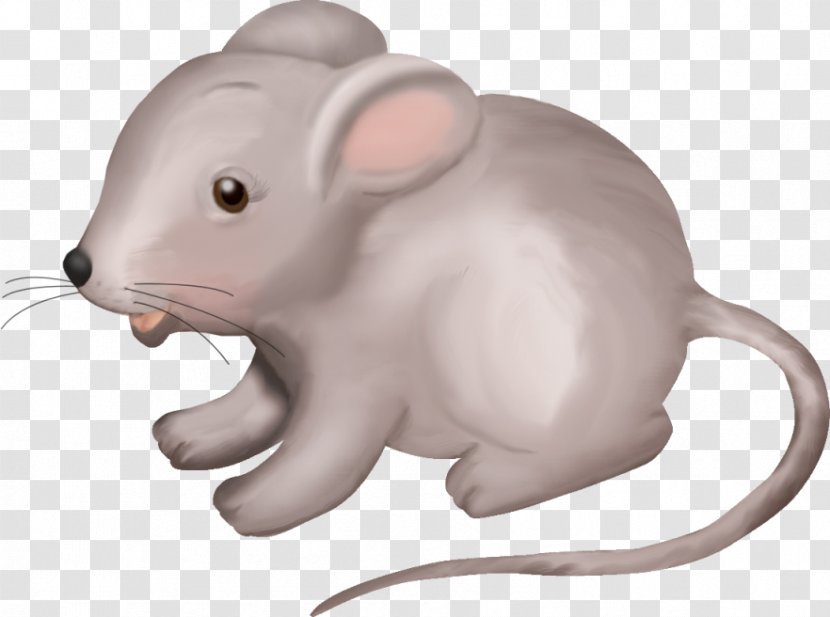 Whiskers Computer Mouse Snout Animal - Rodent Transparent PNG