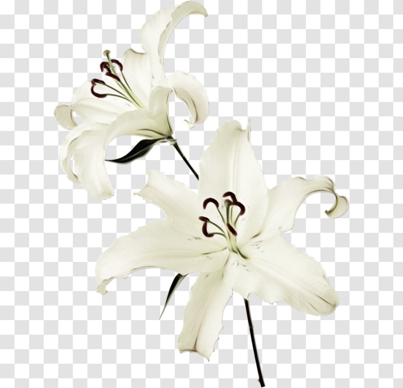 Madonna Lily Cut Flowers White Raster Graphics - Paint - Crinum Family Transparent PNG