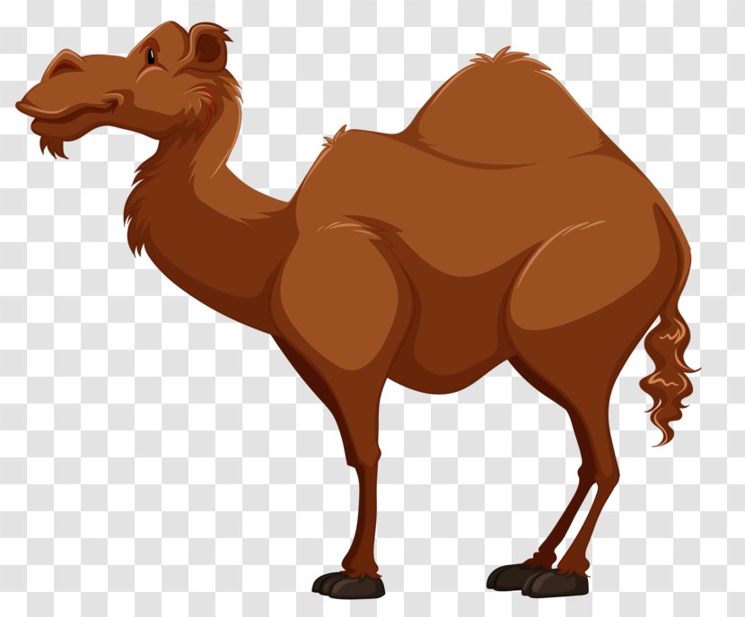Bactrian Camel Dromedary Royalty-free Clip Art - Like Mammal - Desert King Transparent PNG