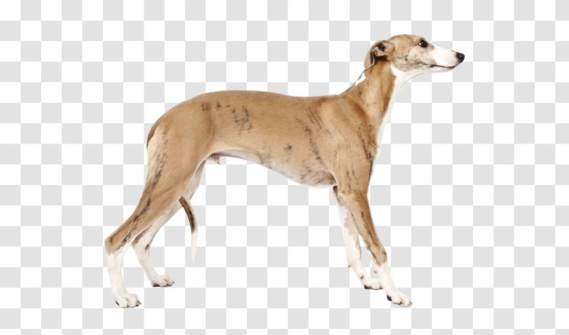 Whippet Saluki Dog Breed The Intelligence Of Dogs - Rabbit Transparent PNG