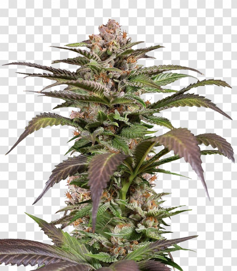 Feminized Cannabis Cup Skunk Seed High Times - Hemp Family Transparent PNG