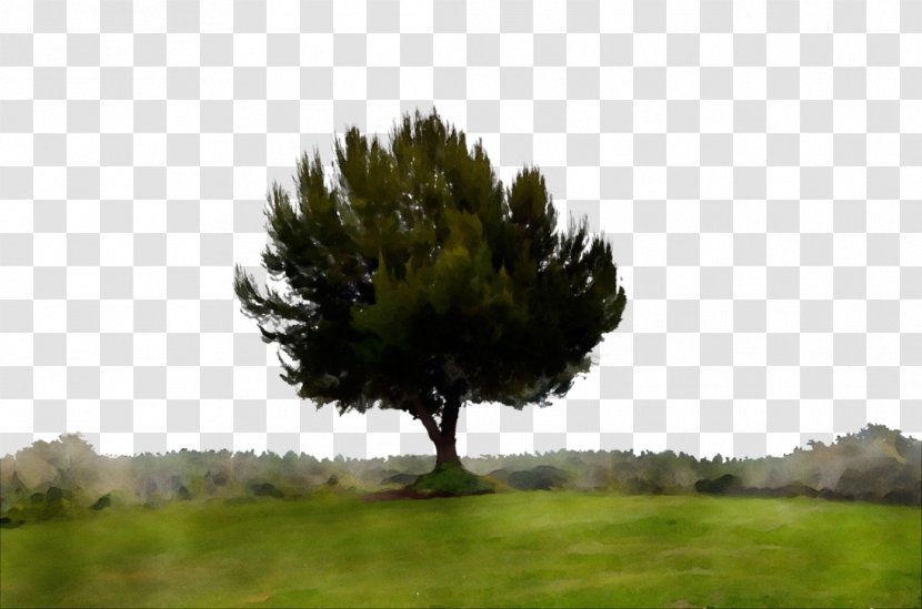 Tree Natural Landscape Nature Vegetation Woody Plant - White Pine Sky Transparent PNG