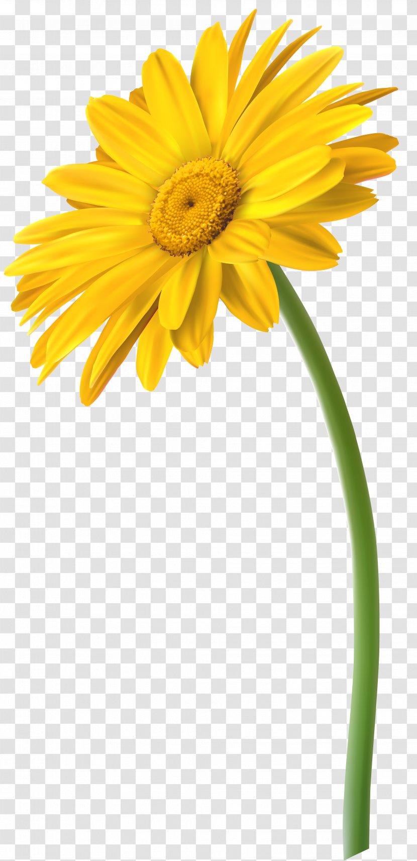 Cut Flowers Yellow Transvaal Daisy Clip Art - Petal - Gerbera Transparent PNG