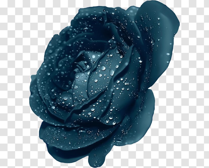 Purple Rose Clip Art - Teal - Blue With Dew Clipart Transparent PNG