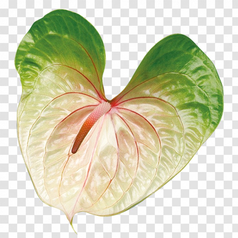 Petal Leaf Transparent PNG